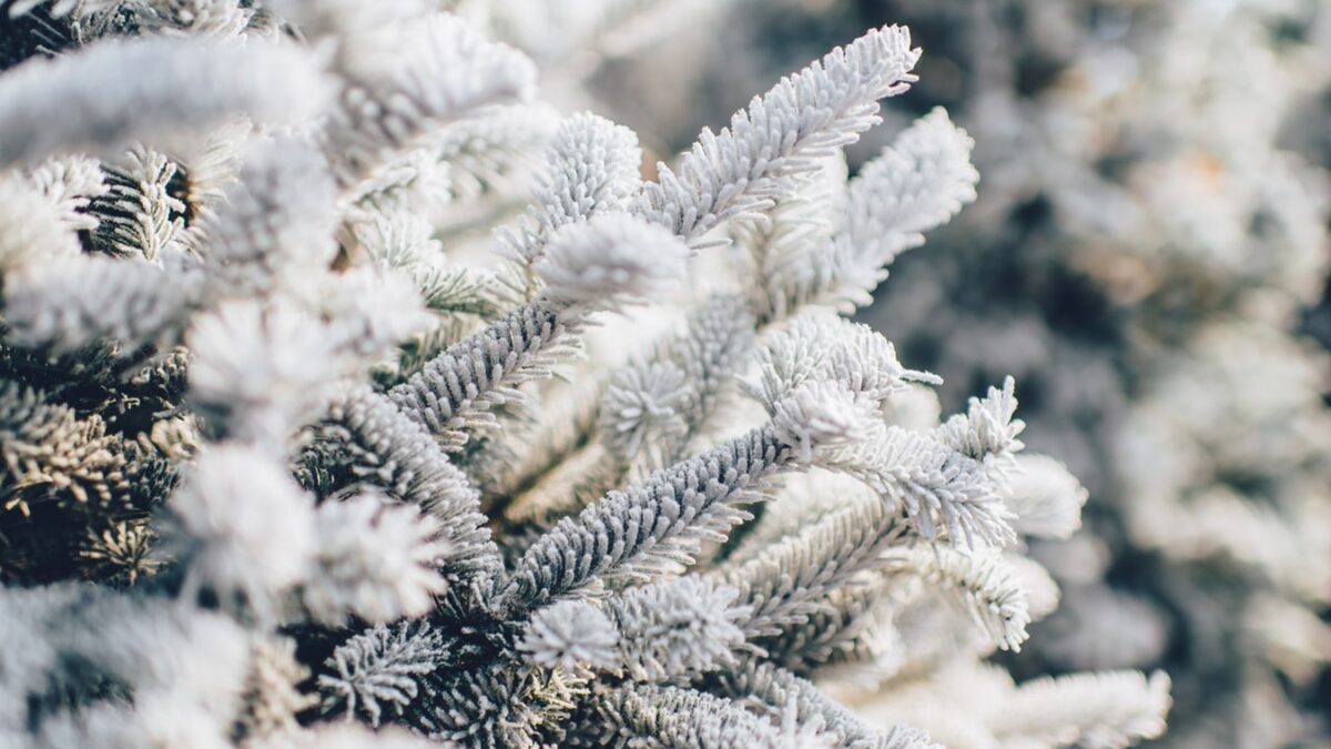 Proverbe de iarnă frumoase: 170+ proverbe despre sărbătorile și jocurile de iarnă